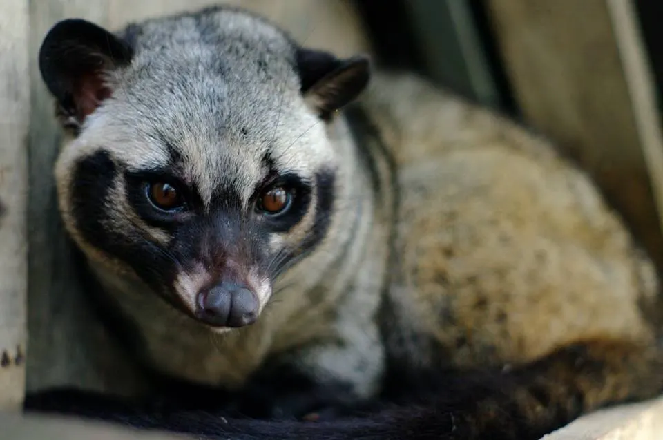 Close-up of a coati with distinctive black and white face markings and amber eyes.