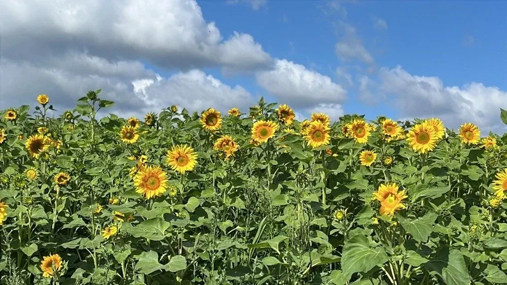 Large sunflower field in bloom against blue sky with white clouds.
