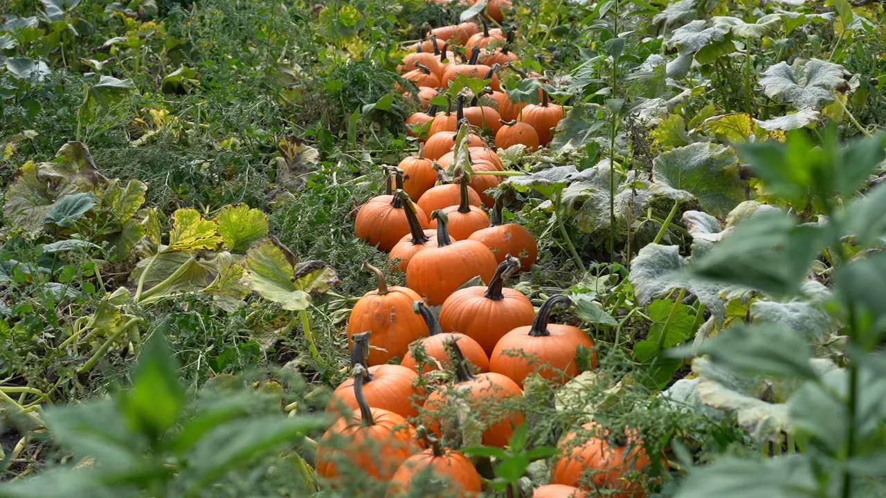 Ripe orange pumpkins growing in a field surrounded by large leafy plants and vines.
