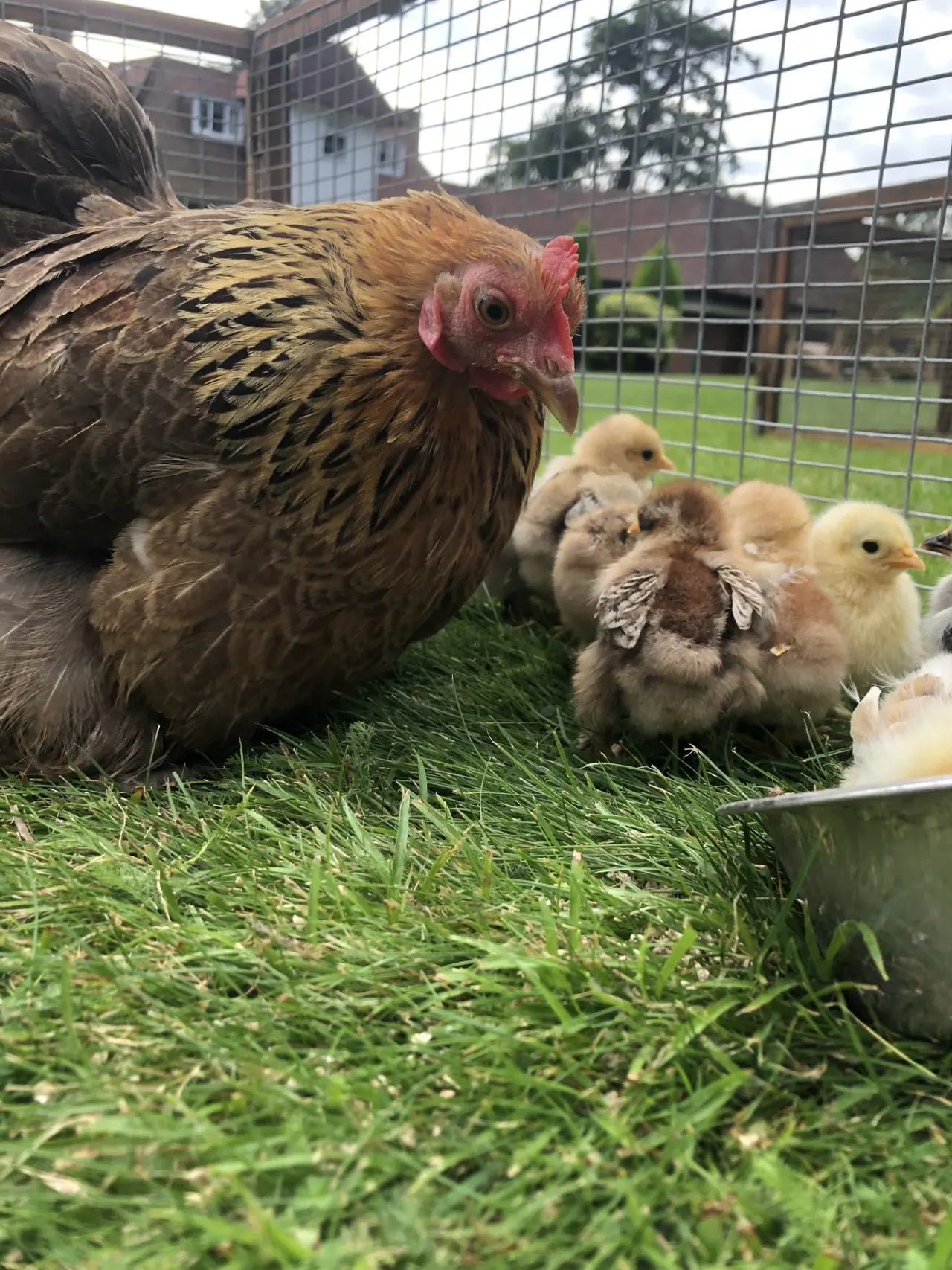 A hen with brown and black feathers stands on grass with several young chicks in a fenced pen.