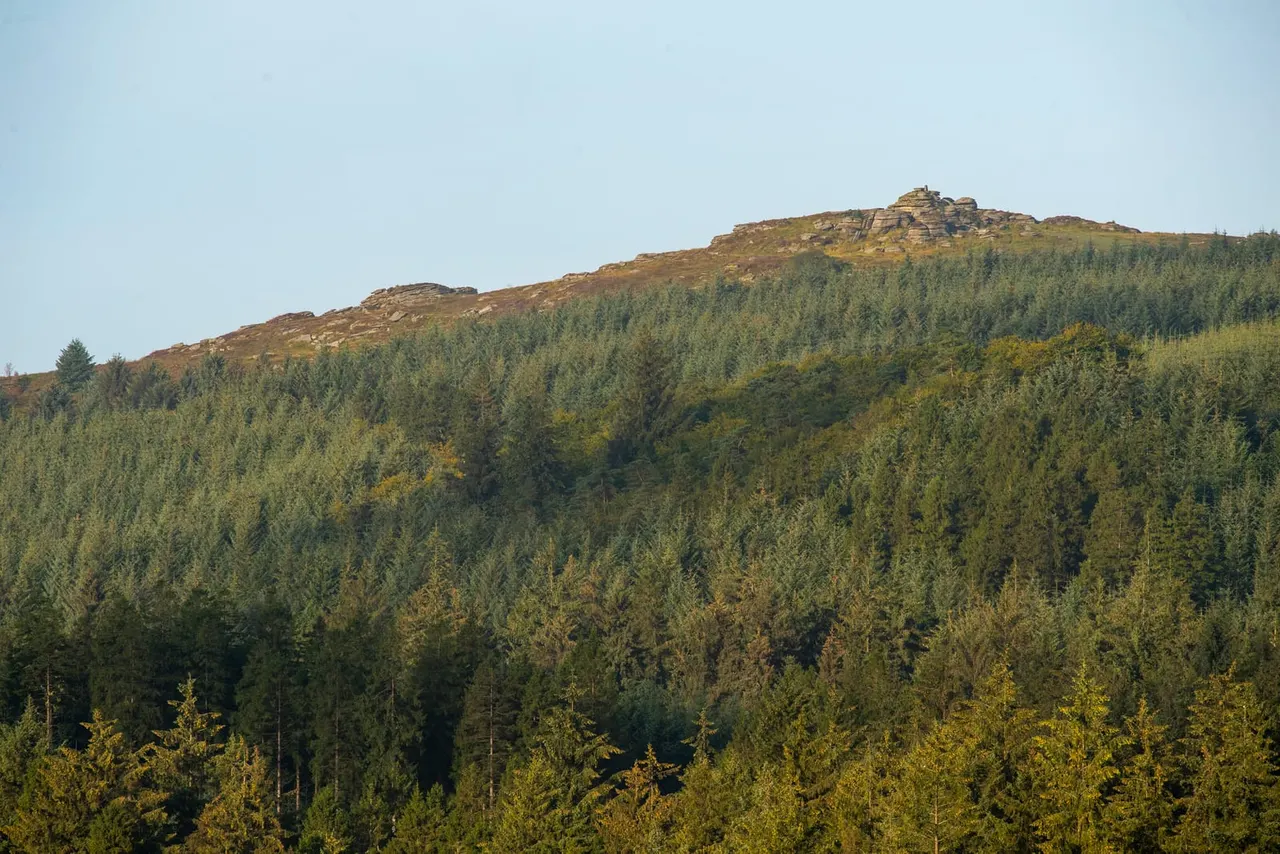 Woodland & Forest in Plymouth
