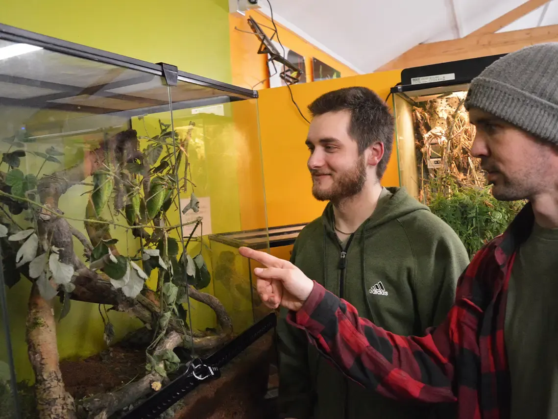 Two visitors observe insects in a vivarium display at an indoor attraction.