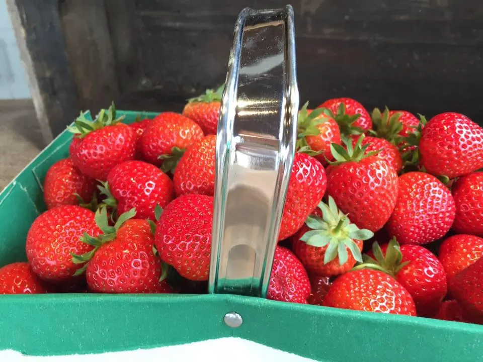 Fresh red strawberries with green leaves in a green basket with metal handle.