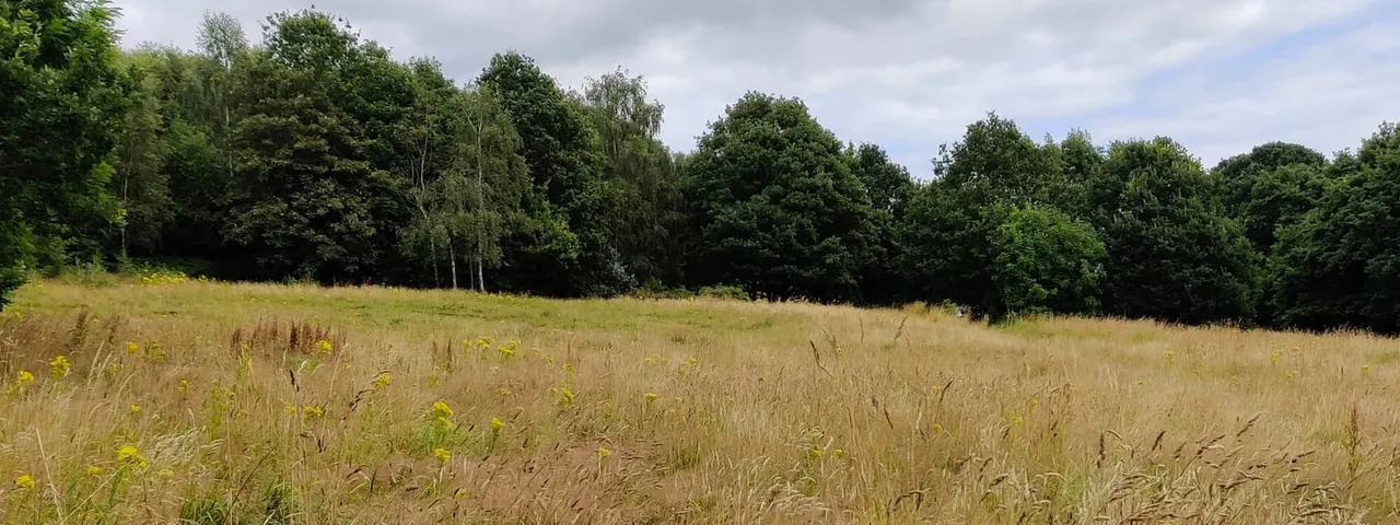 Open grassland with wildflowers bordered by dense woodland under cloudy sky.