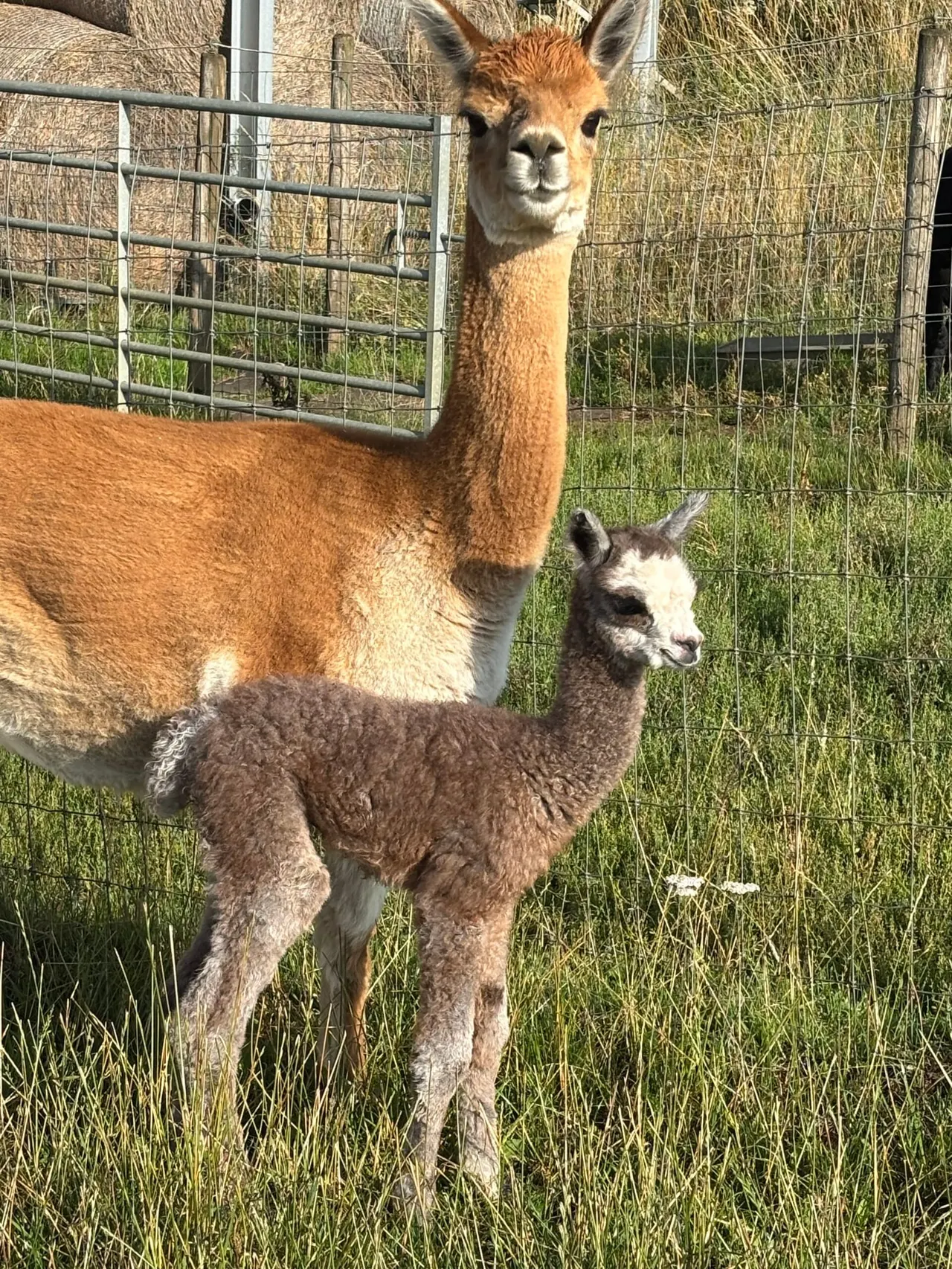 An adult alpaca and two younger alpacas standing in a grassy pen with metal fencing.