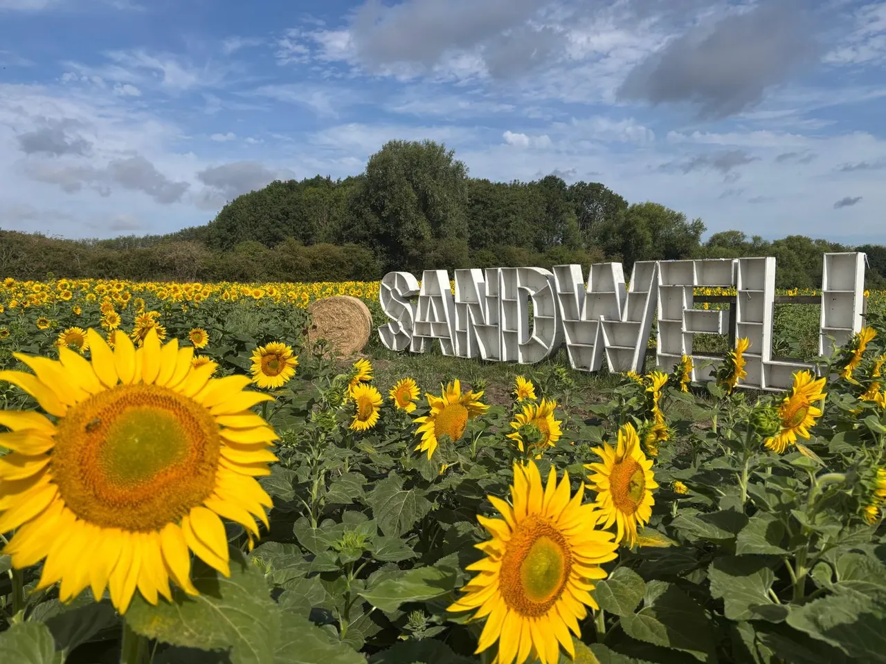 Bright yellow sunflowers in full bloom across a field with large white sculptural lettering and trees under a blue sky.