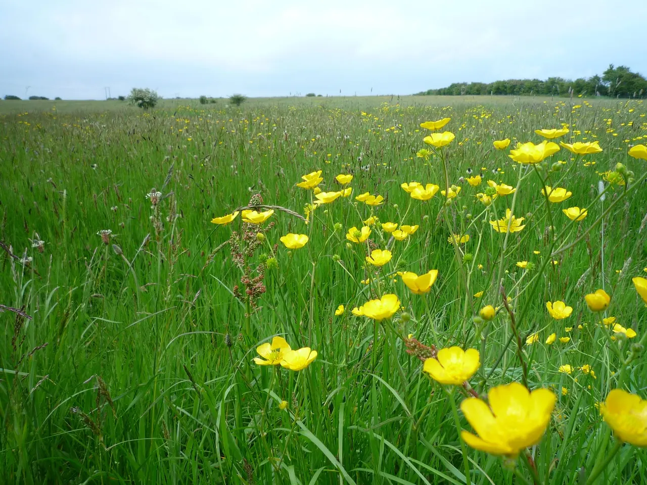 Wildflower meadow with yellow buttercups and other flowering plants scattered across green grass, extending to trees on the horizon.