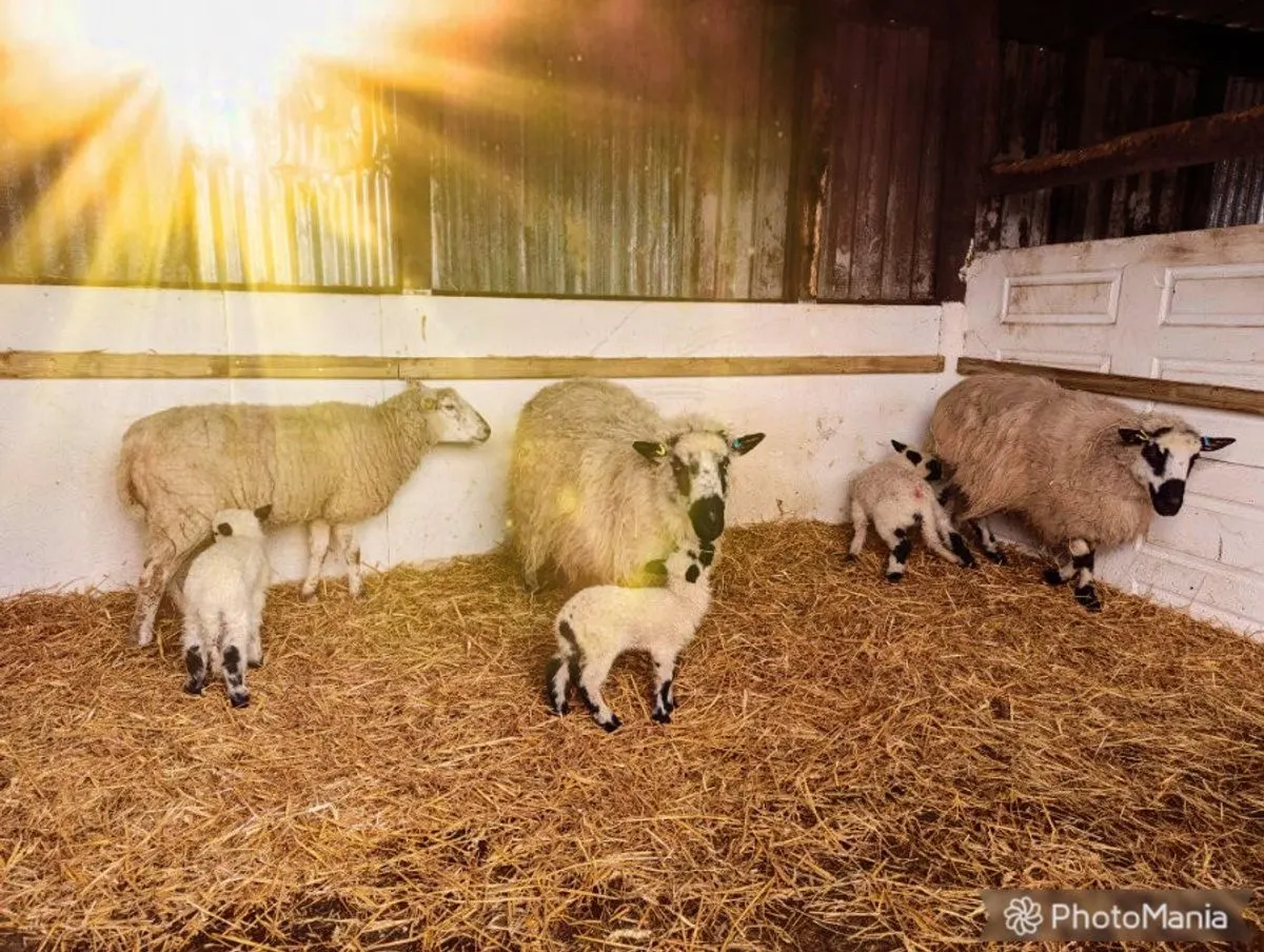 Goats of various sizes standing on straw bedding inside a barn with white and dark wooden walls.