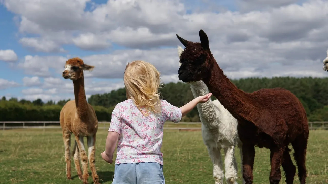 Young child feeding a brown and white llama in a paddock with another llama nearby.