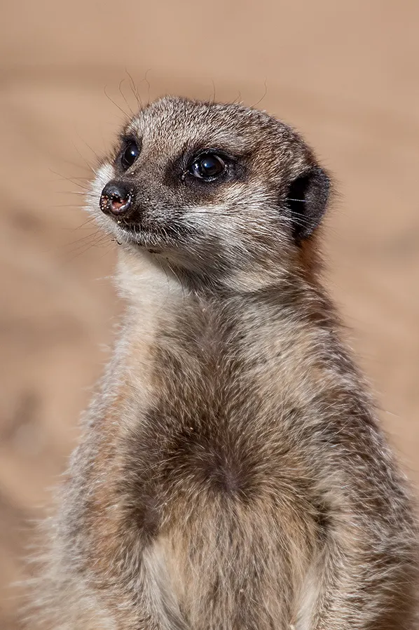Close-up portrait of a meerkat standing upright against a blurred sandy background.