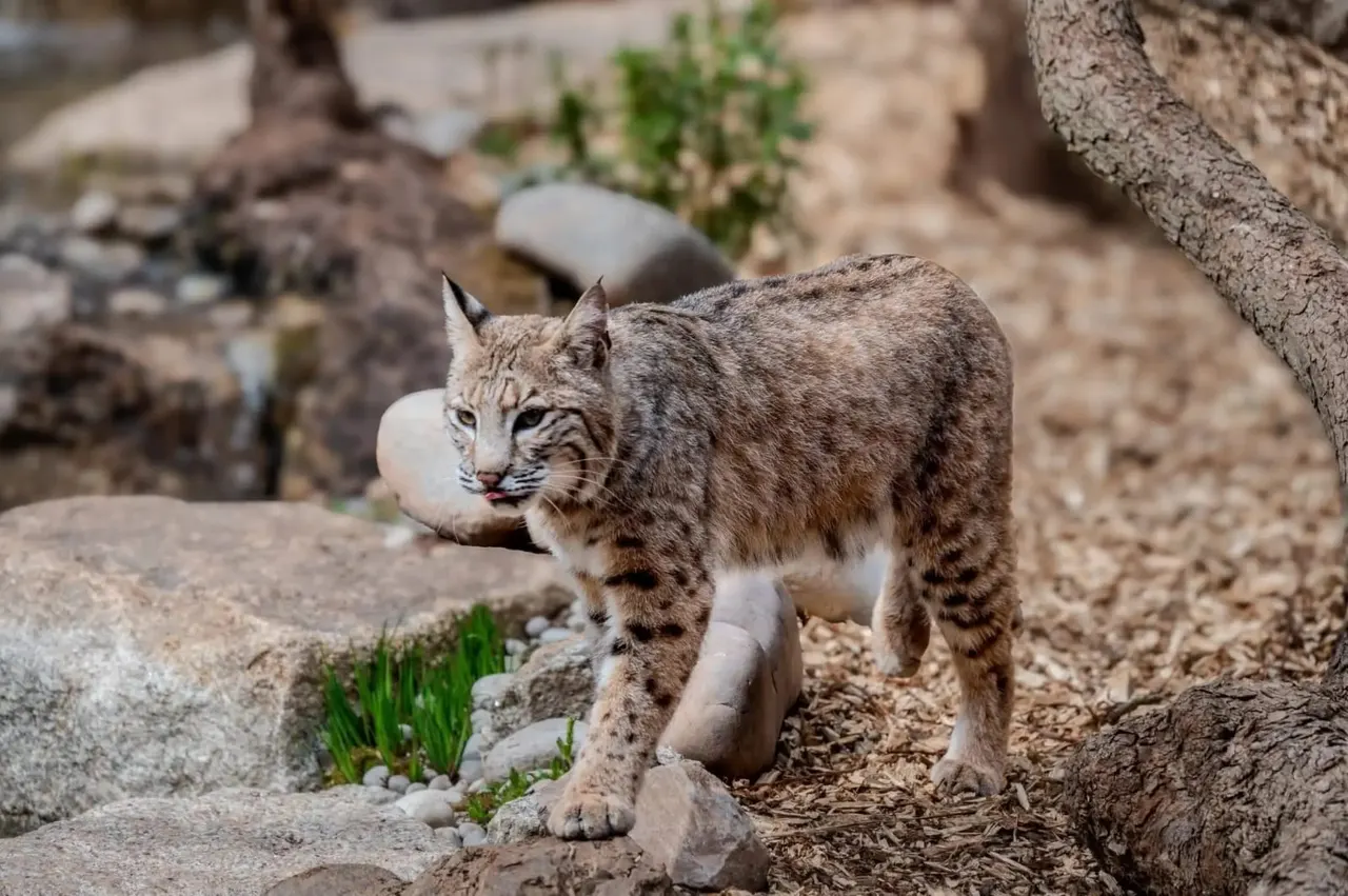A lynx walks across rocky, sandy ground surrounded by stones and sparse vegetation.
