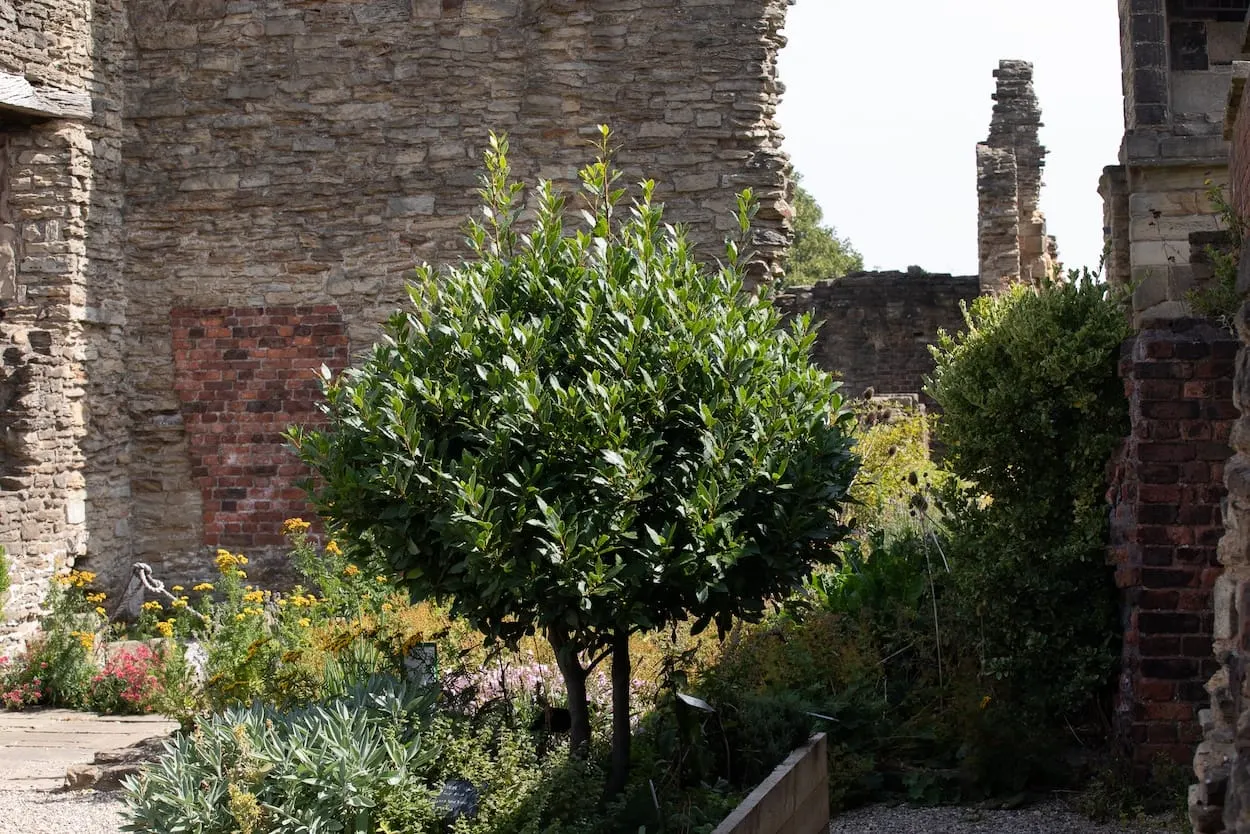 Historic stone castle ruins with flowering plants and shrubs growing in the courtyard.