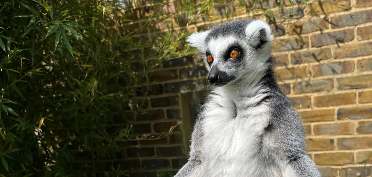 A ring-tailed lemur with distinctive orange eyes sits upright against a brick wall with green foliage beside it.