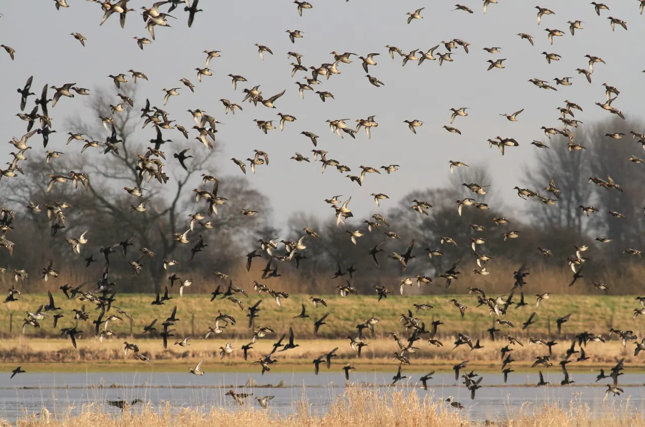Large flock of wading birds in flight over a wetland landscape with water, reeds and bare trees.