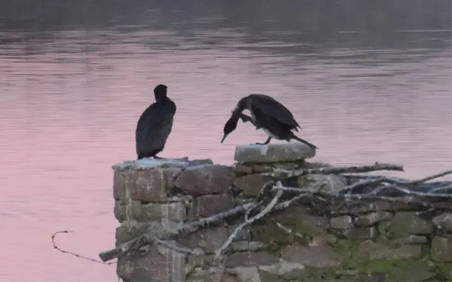Two dark water birds perched on mossy rocks beside still pink-tinted water at dusk.