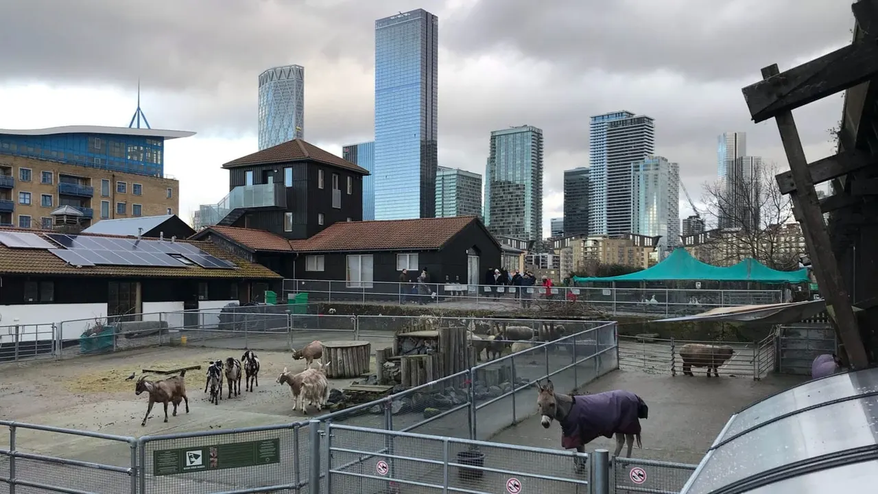 Farm animals in outdoor enclosures with modern city skyscrapers visible behind converted waterside farm buildings.