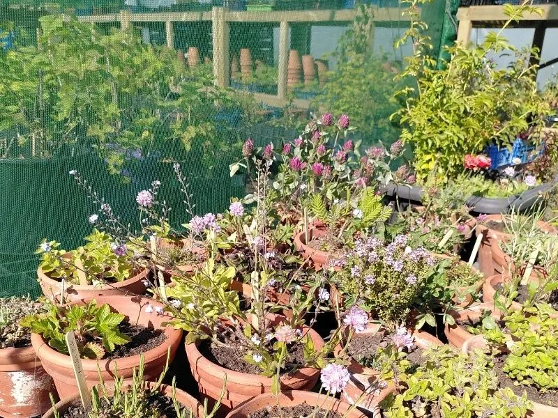Garden beds with flowering plants and herbs in terracotta pots behind protective green netting fencing.