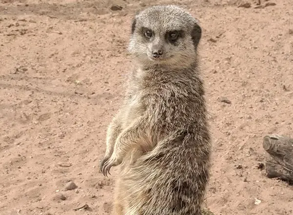 A meerkat standing upright on sandy ground, looking towards the camera.