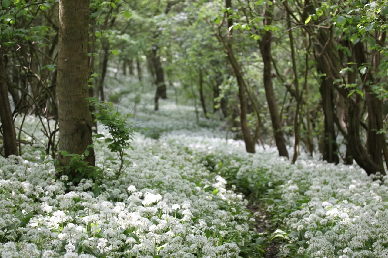Woodland floor carpeted with white flowering plants beneath tall trees in leaf.