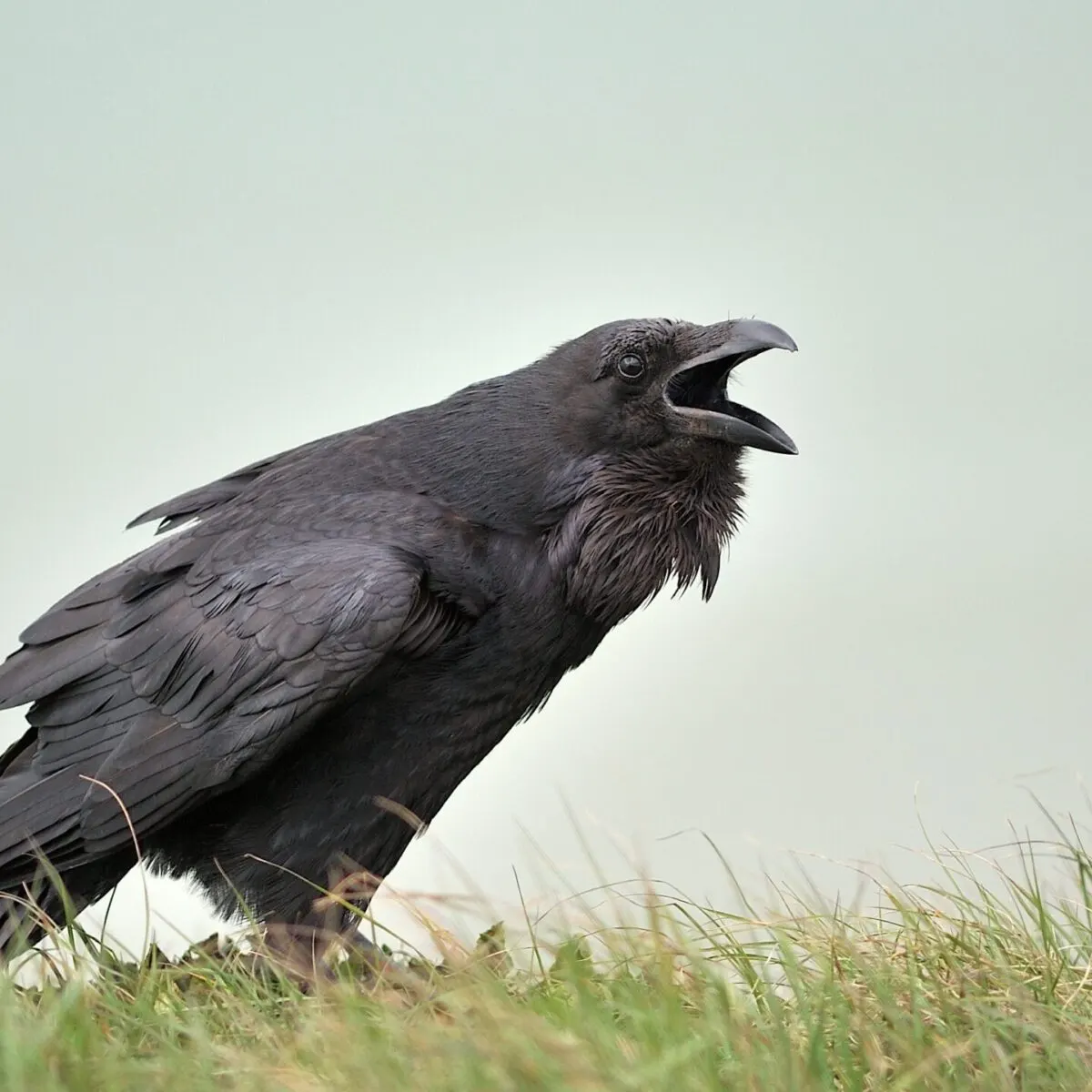 A large black bird with ruffled feathers and open beak stands on grass against a pale sky.