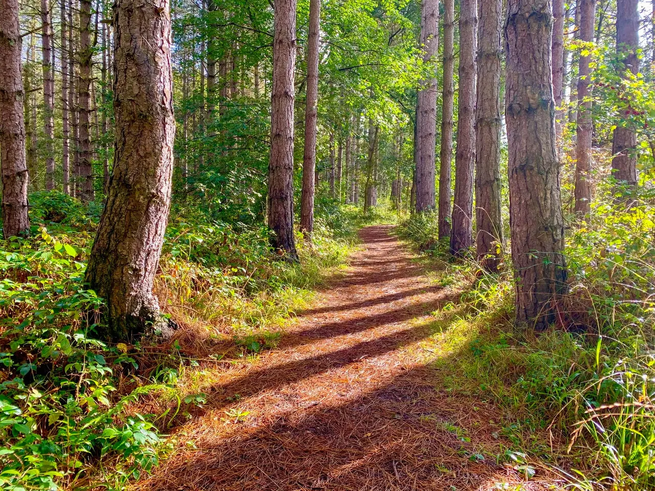 Walking trail through mature woodland with tall trees and dappled sunlight filtering through green canopy.