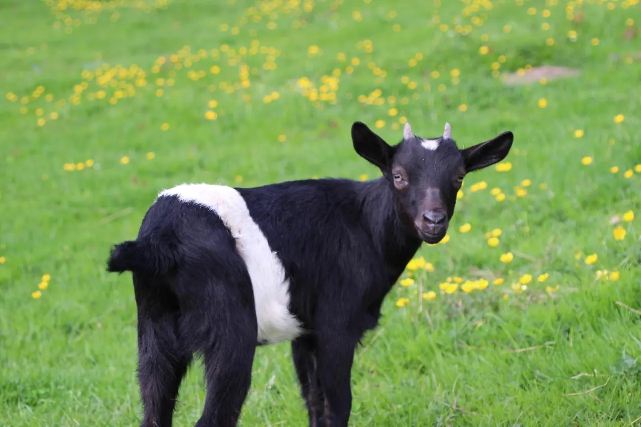 A black and white goat standing in a grassy field dotted with yellow flowers.
