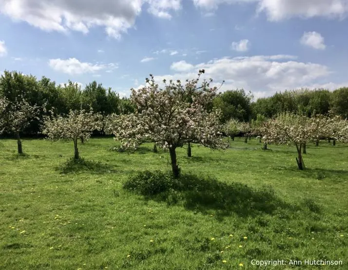 Orchard with flowering fruit trees in spring bloom across green meadow under blue sky.