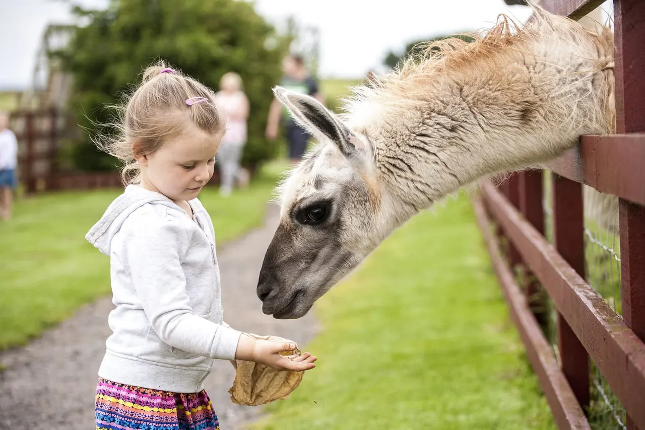 Young child feeding a llama over a fence at a farm, with visitors and green fields in the background.