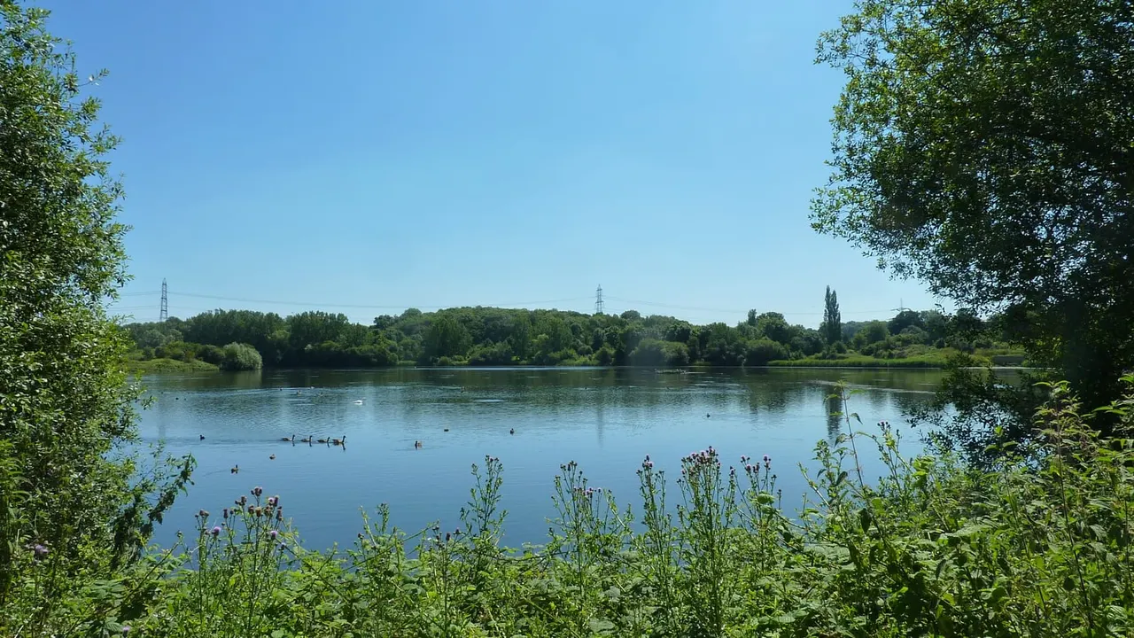Calm river with waterfowl, framed by overhanging trees and wildflowers, on a clear sunny day.