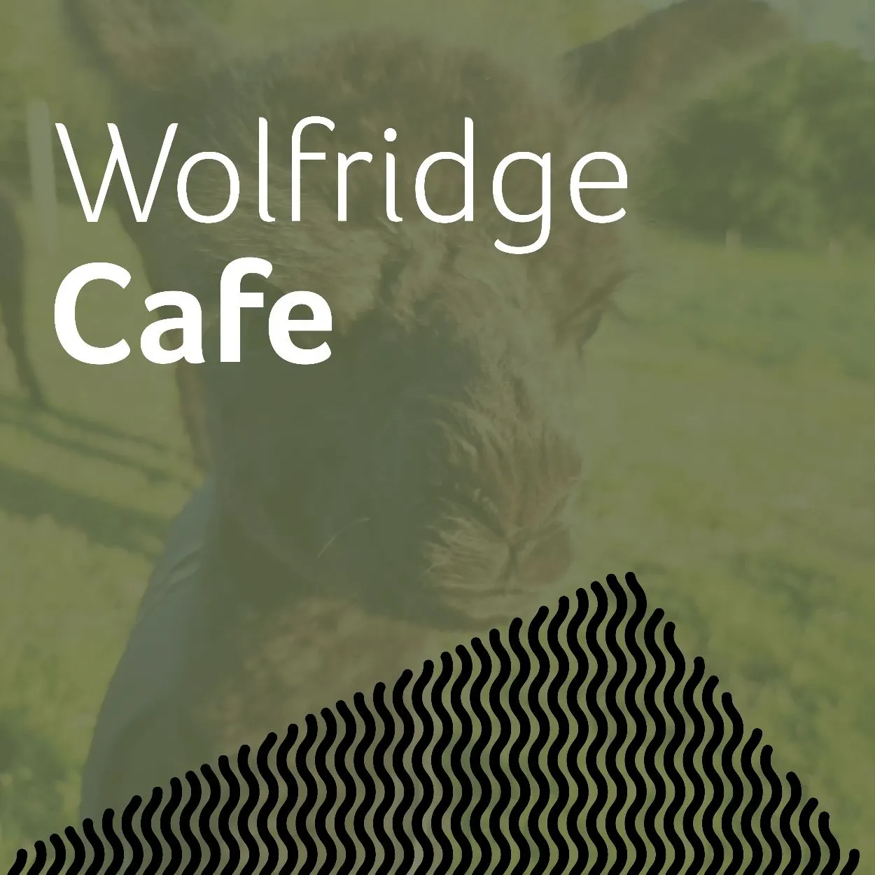 Wolfridge Alpaca Barn