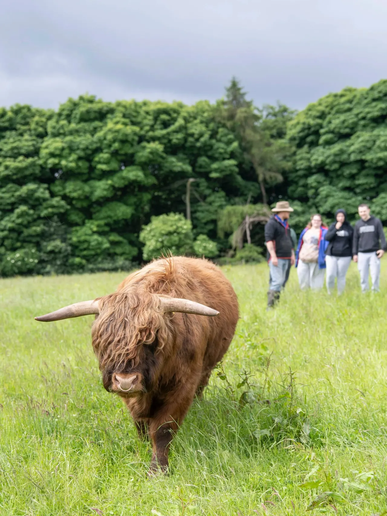 Long-haired Highland cattle with long horns grazes in a green pasture while visitors watch from behind.