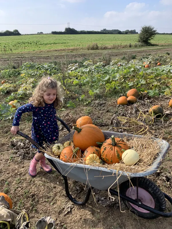 Young child pushing a wheelbarrow filled with pumpkins in a pumpkin patch field.