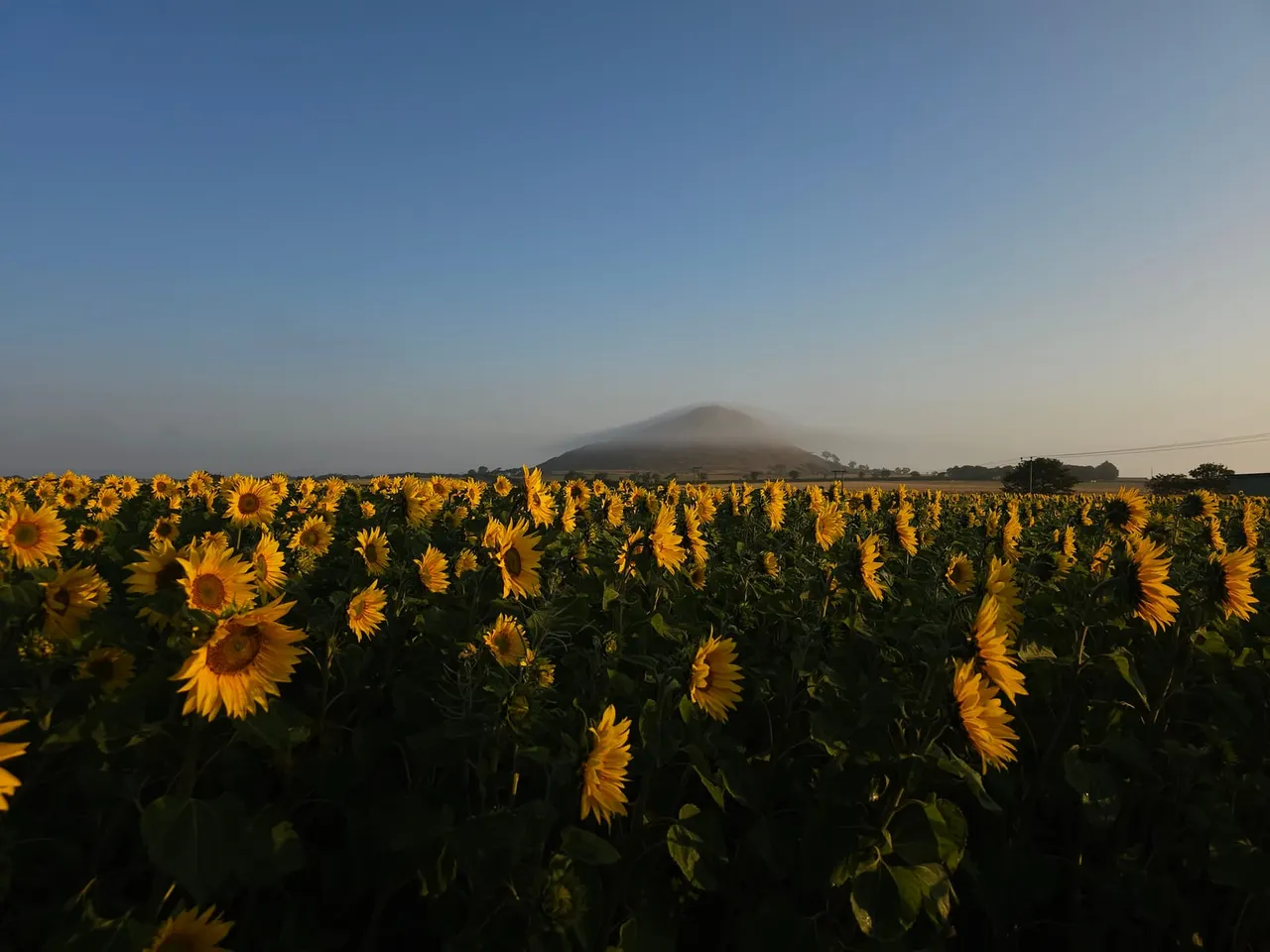 Pick-Your-Own & Pumpkin Patches in Edinburgh