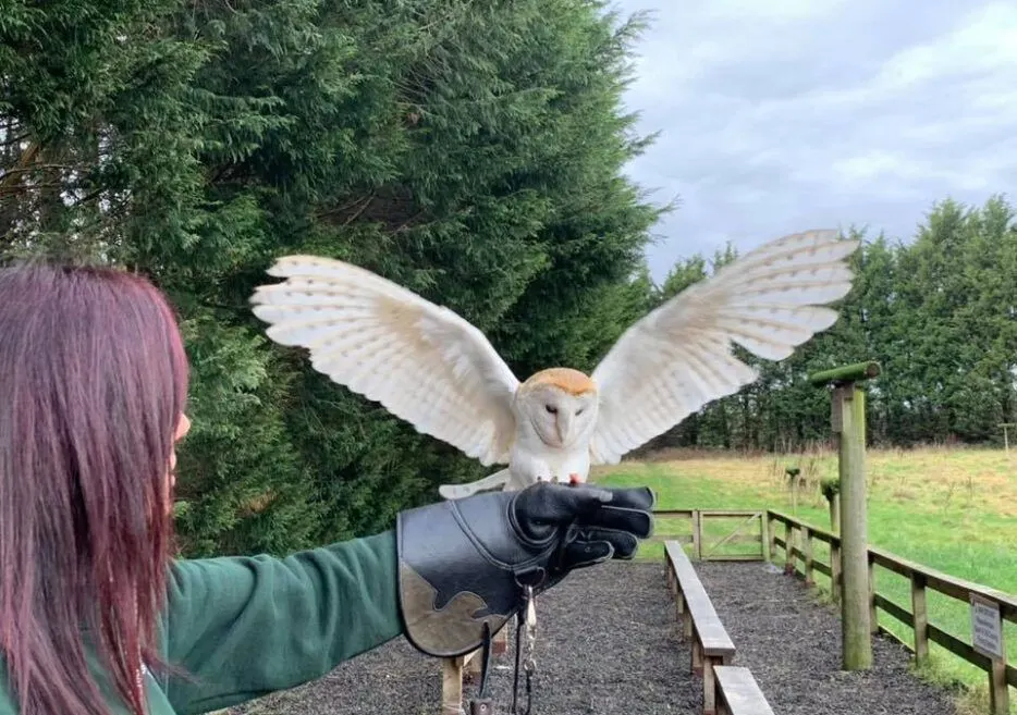Person with purple hair wearing a gloved arm holds a barn owl with wings spread in flight.