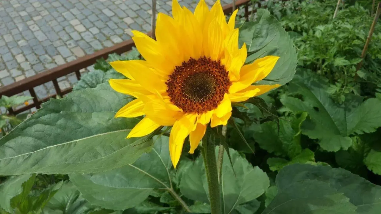 Bright yellow sunflower with dark centre in a garden bed beside paving.
