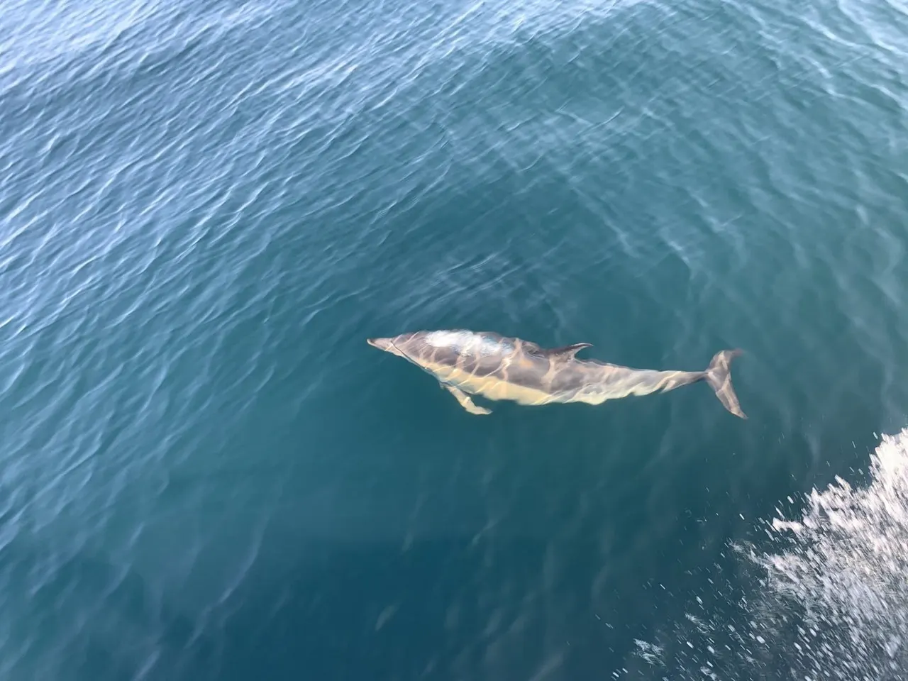 A dolphin swimming near the surface of clear turquoise water.