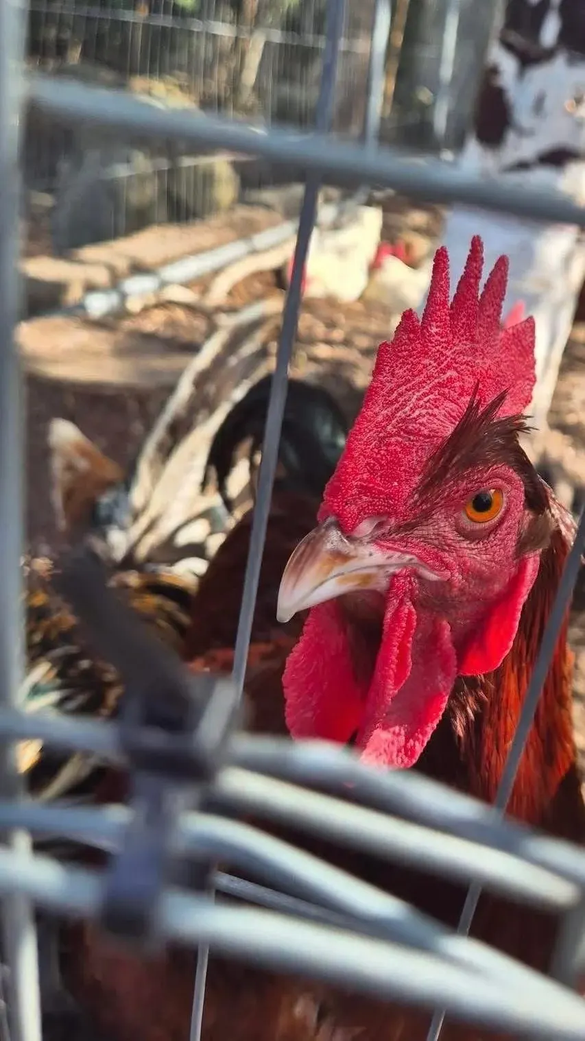 A red cockerel behind a fence in a farm enclosure with straw and other farm animals visible in the background.