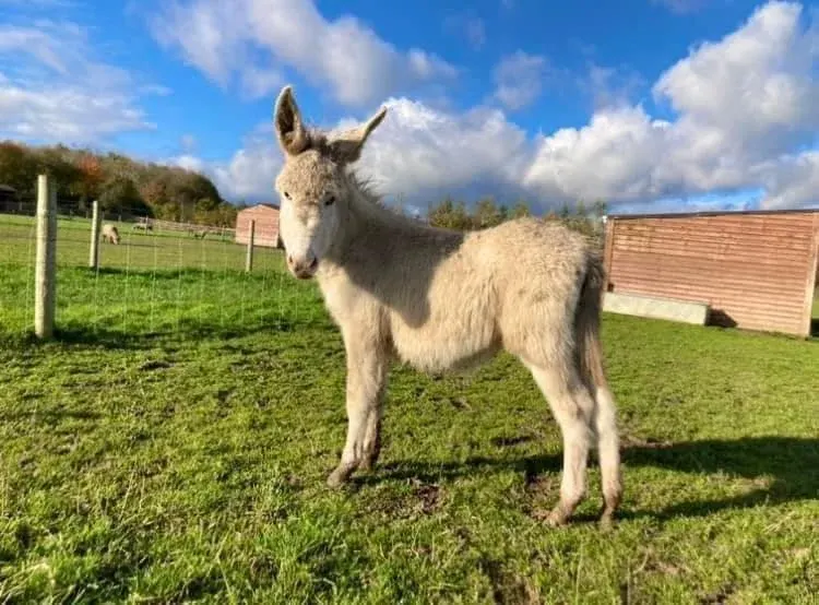 A donkey stands in a grassy paddock with fencing and farm buildings visible in the background.