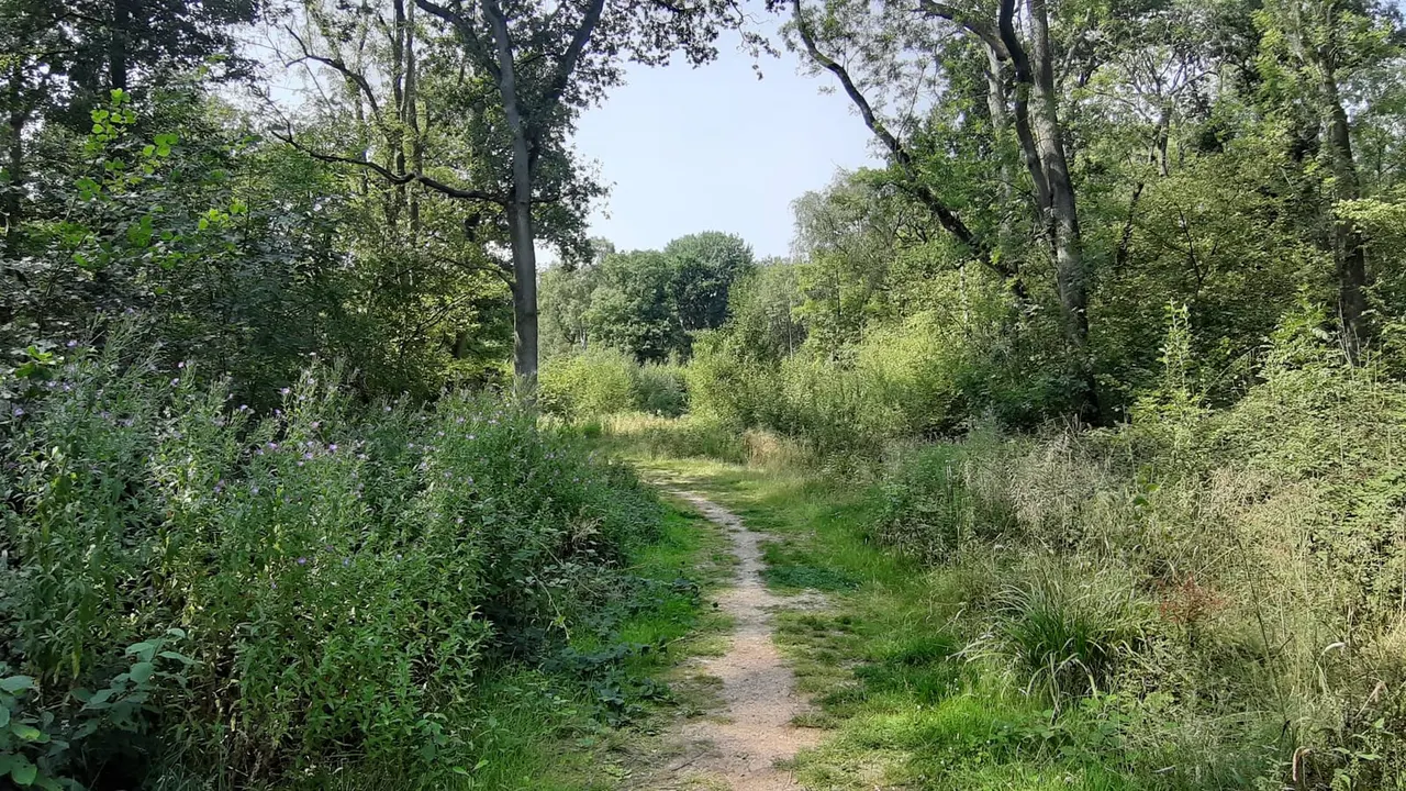 A woodland path winds through dense vegetation and tall trees under clear sky.