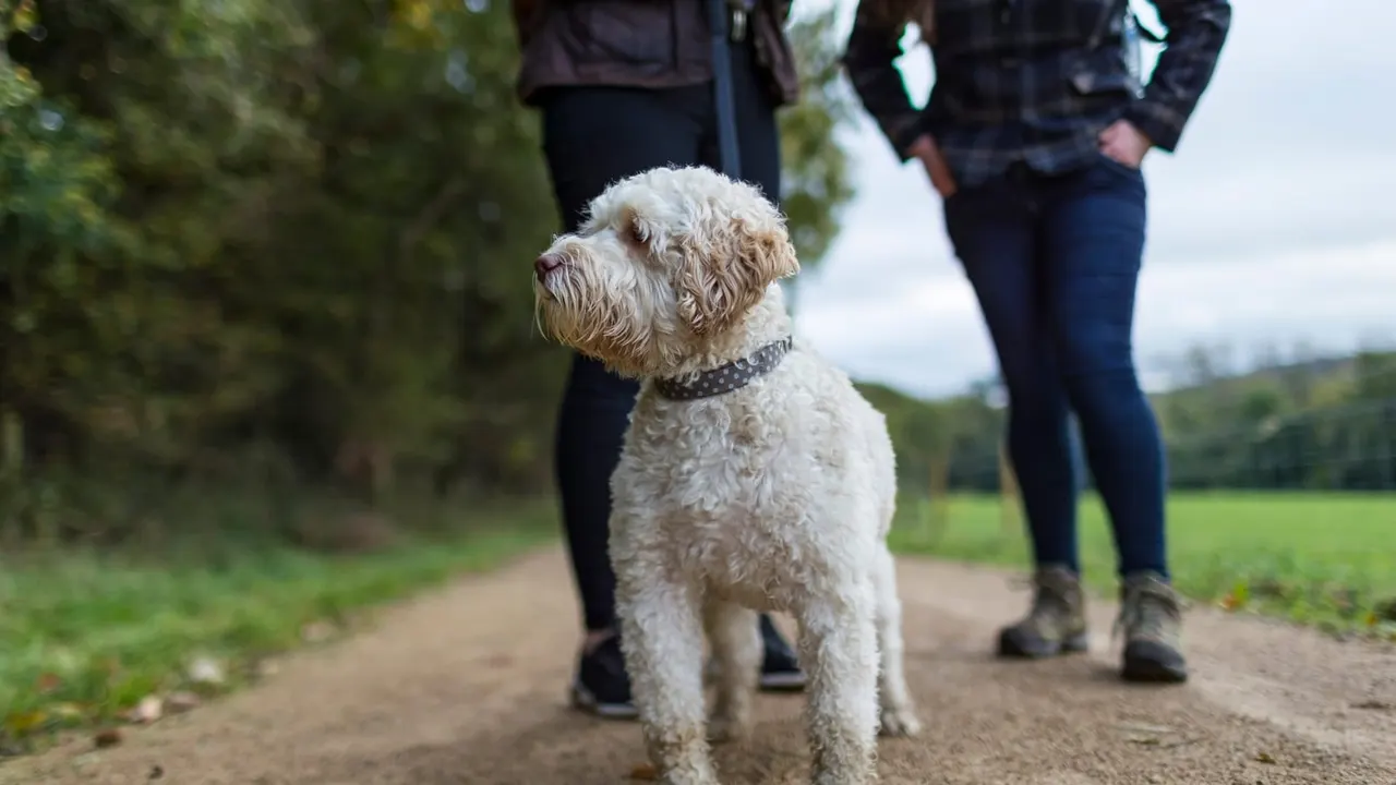 A small cream-coloured dog on a lead stands on a path with two visitors in dark clothing beside it, green countryside visible behind.