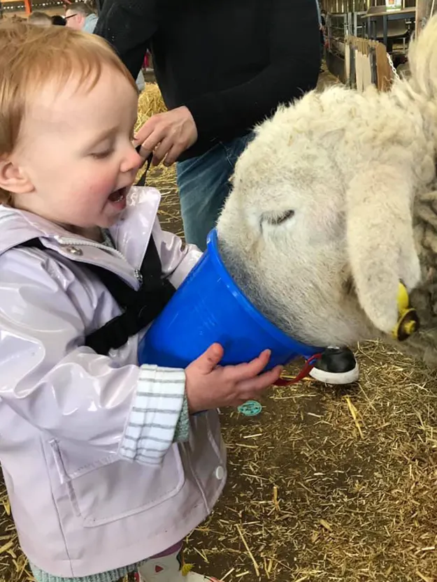 Toddler in light jacket feeding a white farm animal from a blue bucket in a barn setting.