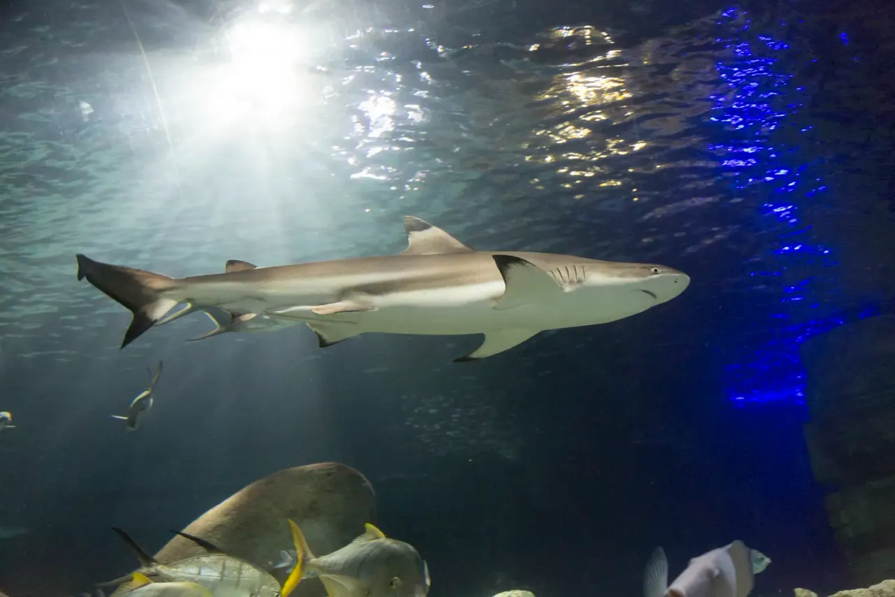 Sharks at SEA LIFE Birmingham