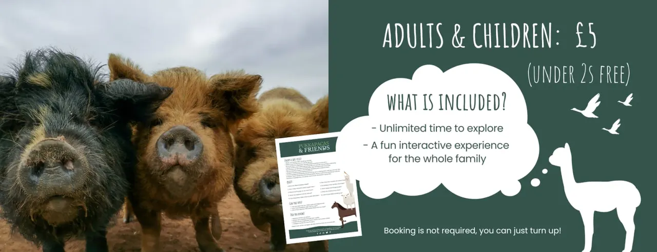Pukka Pacas & Friends (Charnwood Forest Alpacas)