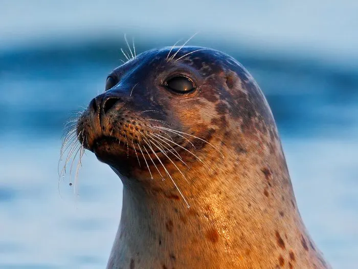 Close-up of a seal's head with whiskers, looking upward against a blurred blue ocean background.
