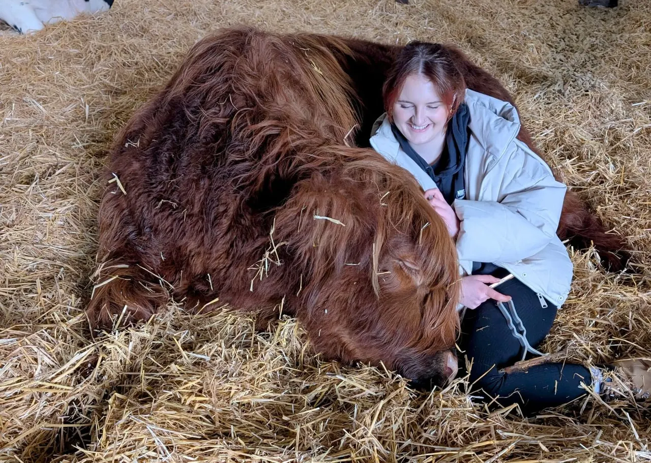 Young woman smiling whilst petting brown farm animals in straw bedding.