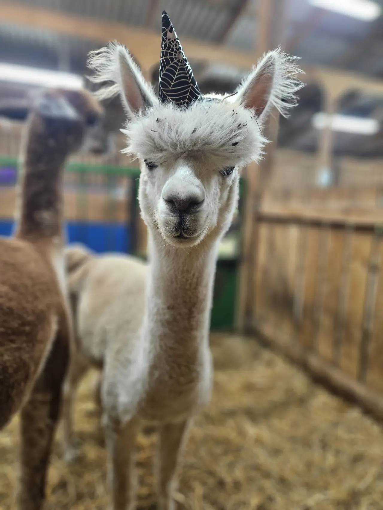 White llama wearing a black spider web-patterned hat in a farm enclosure.