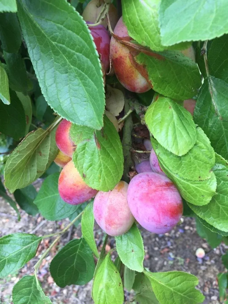 Ripe and ripening plums in shades of pink and red hanging among green leaves on a tree branch.