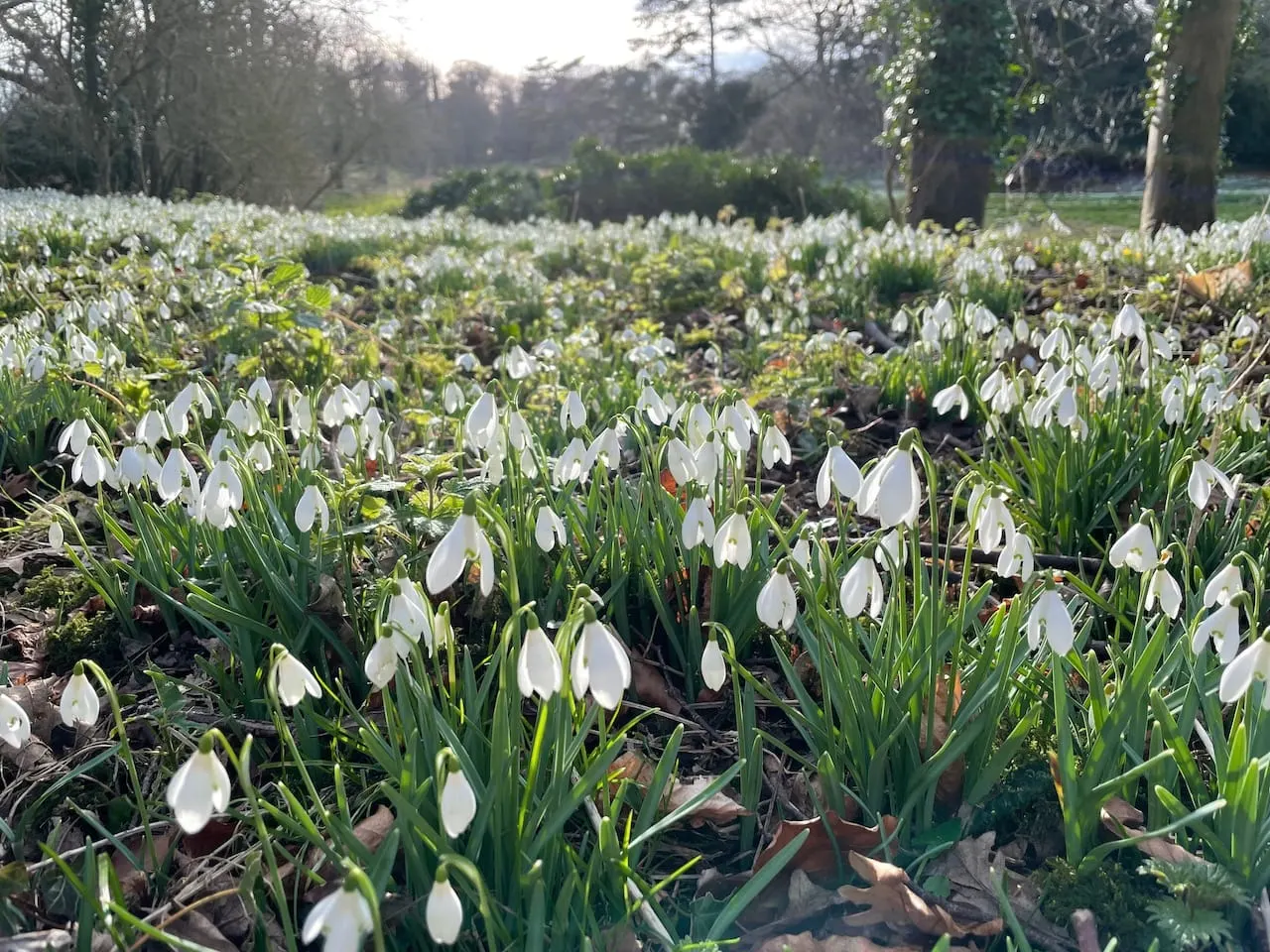 Field of white snowdrops in bloom with bare trees and woodland in the background.