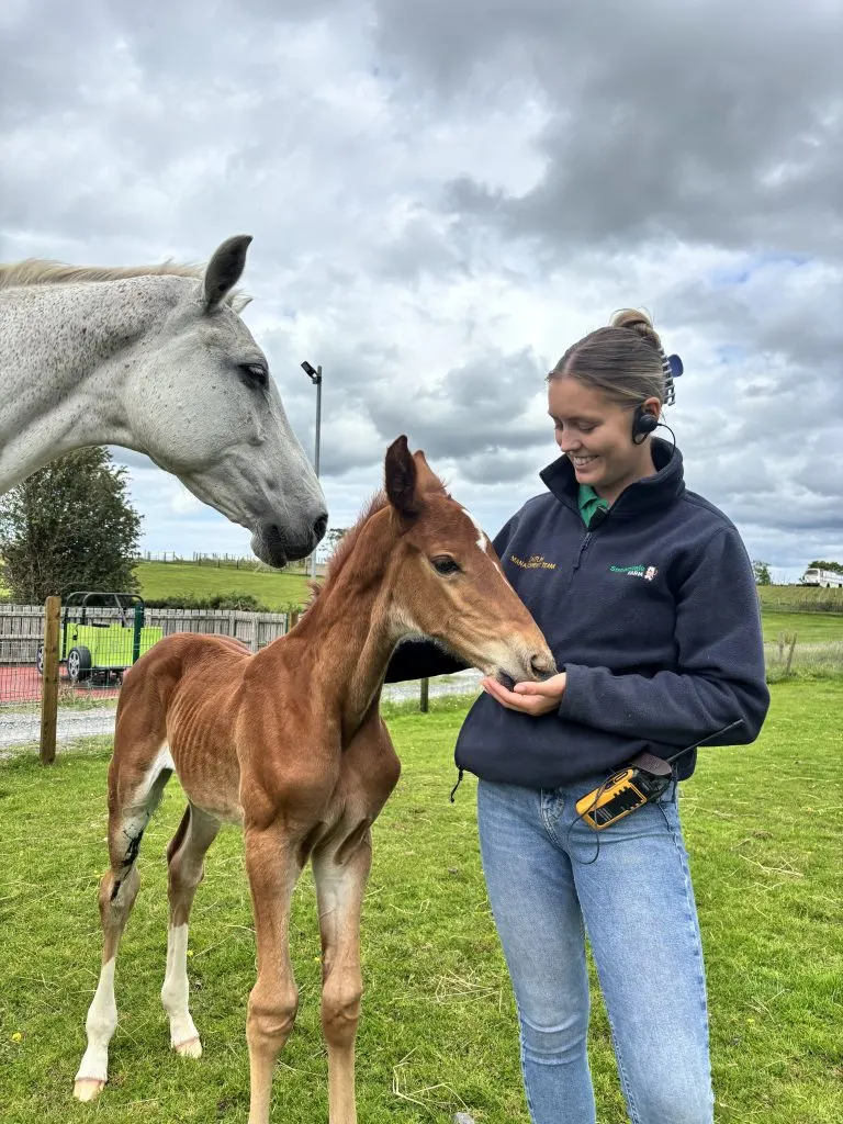 Young woman hand-feeding a brown foal whilst a grey horse looks on in a paddock.