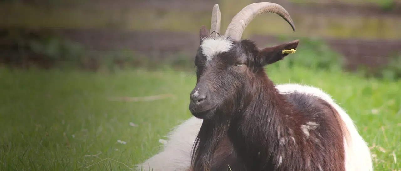 Dark goat with curved horns standing on a path in a grassy field.